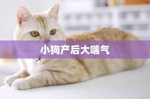 小狗產后大喘氣