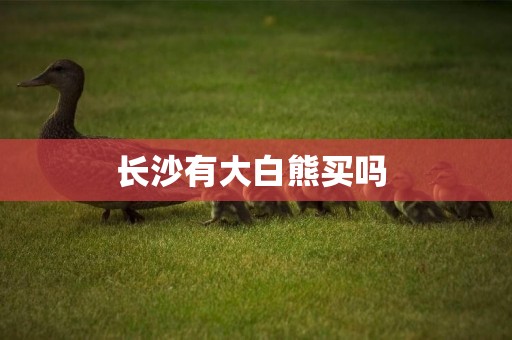 長沙有大白熊買嗎 