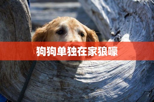 狗狗單獨在家狼嚎