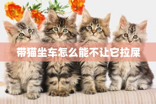 帶貓坐車怎么能不讓它拉屎