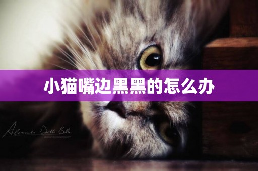 小貓嘴邊黑黑的怎么辦