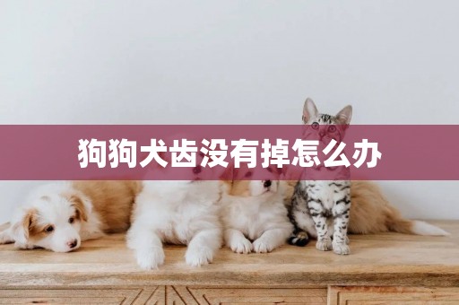 狗狗犬齒沒有掉怎么辦