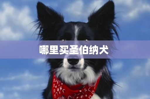 哪里買圣伯納犬 