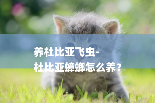 養杜比亞飛蟲-
杜比亞蟑螂怎么養？