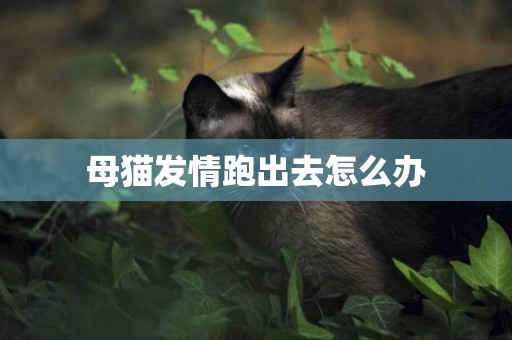 母貓發情跑出去怎么辦