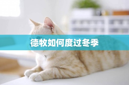 德牧如何度過冬季