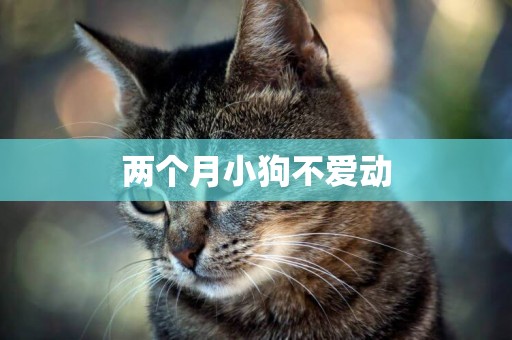 兩個月小狗不愛動