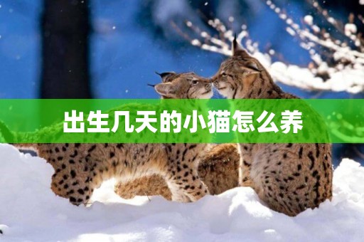 出生幾天的小貓怎么養