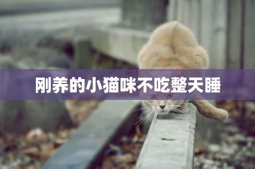 剛養的小貓咪不吃整天睡
