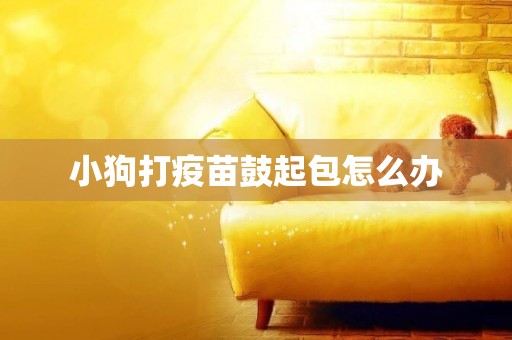 小狗打疫苗鼓起包怎么辦