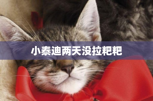小泰迪兩天沒拉粑粑