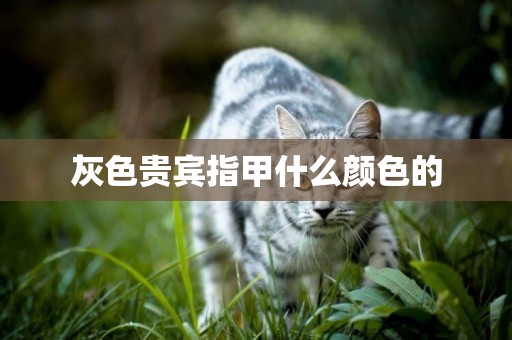 灰色貴賓指甲什么顏色的