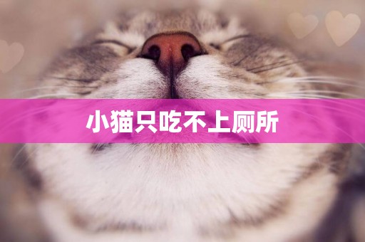 小貓只吃不上廁所