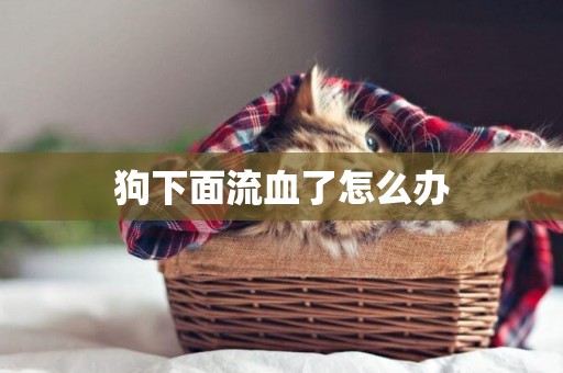 狗下面流血了怎么辦