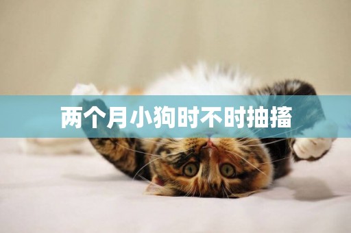 兩個月小狗時不時抽搐