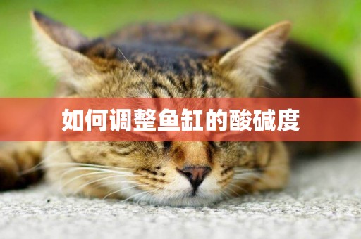 如何調整魚缸的酸堿度
