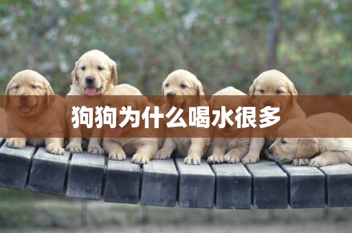 狗狗為什么喝水很多