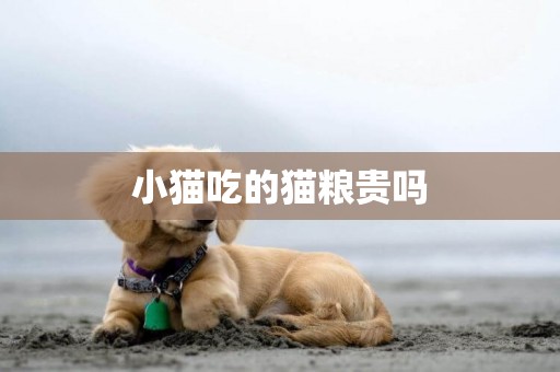 小貓吃的貓糧貴嗎