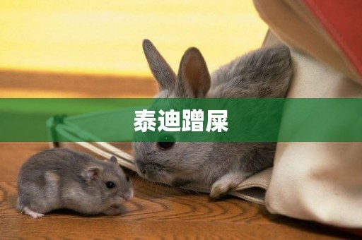 泰迪蹭屎