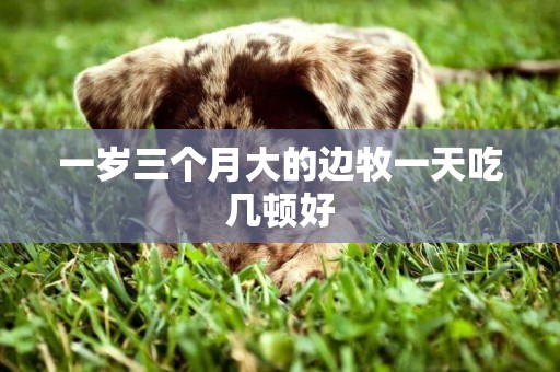 一歲三個月大的邊牧一天吃幾頓好