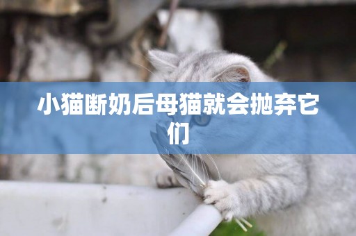小貓斷奶后母貓就會拋棄它們