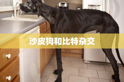 沙皮狗和比特雜交