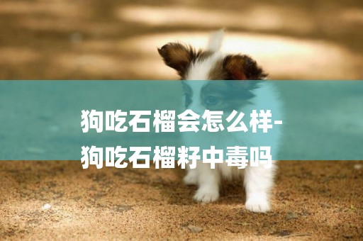 狗吃石榴會怎么樣-
狗吃石榴籽中毒嗎
