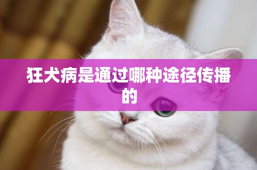 狂犬病是通過哪種途徑傳播的