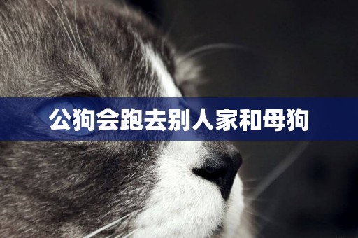 公狗會跑去別人家和母狗