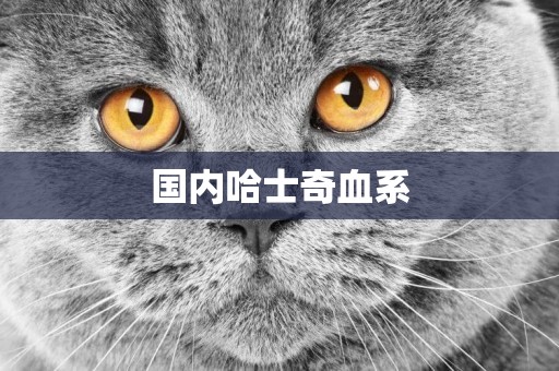 國內哈士奇血系