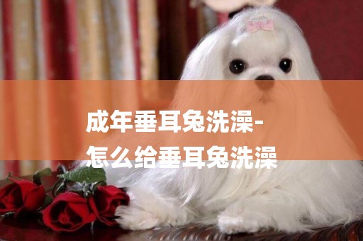 成年垂耳兔洗澡-
怎么給垂耳兔洗澡