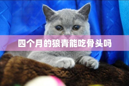 四個月的狼青能吃骨頭嗎