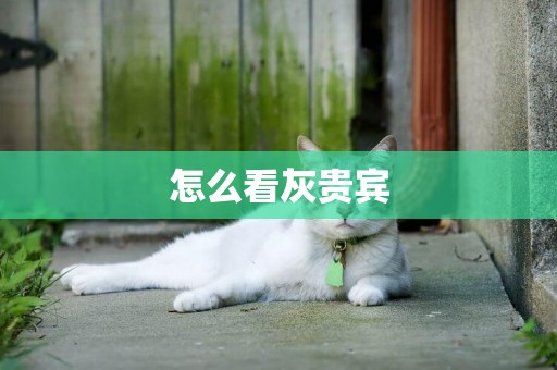怎么看灰貴賓