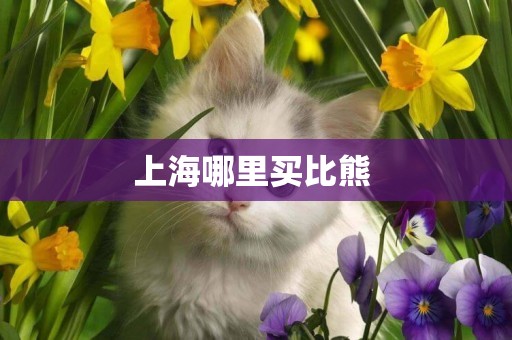 上海哪里買比熊 
