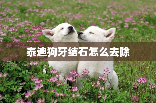 泰迪狗牙結石怎么去除