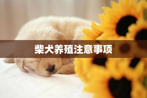 柴犬養殖注意事項