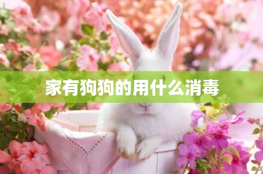 家有狗狗的用什么消毒