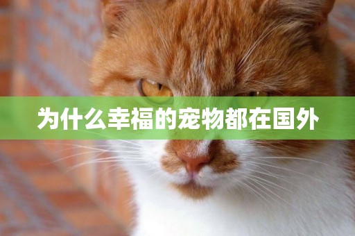 為什么幸福的寵物都在國外