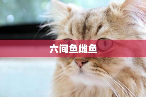 六間魚雌魚