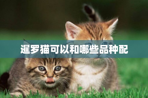 暹羅貓可以和哪些品種配