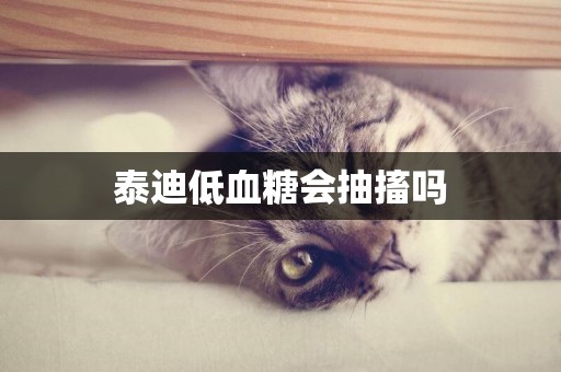 泰迪低血糖會抽搐嗎