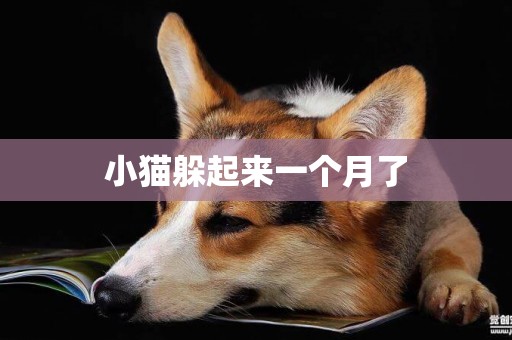 小貓躲起來一個月了