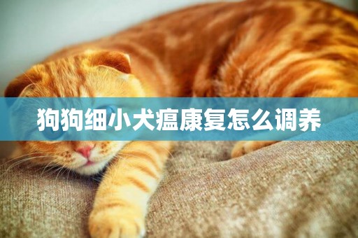狗狗細小犬瘟康復怎么調養