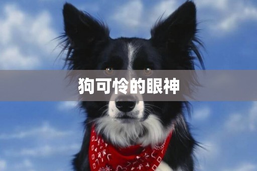 狗可憐的眼神