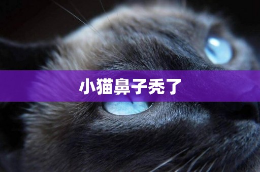 小貓鼻子禿了
