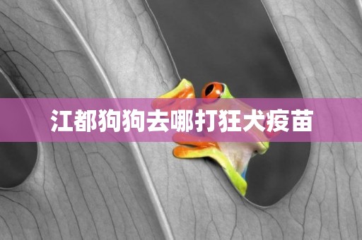 江都狗狗去哪打狂犬疫苗