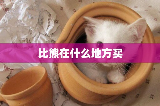 比熊在什么地方買