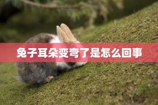 兔子耳朵變彎了是怎么回事