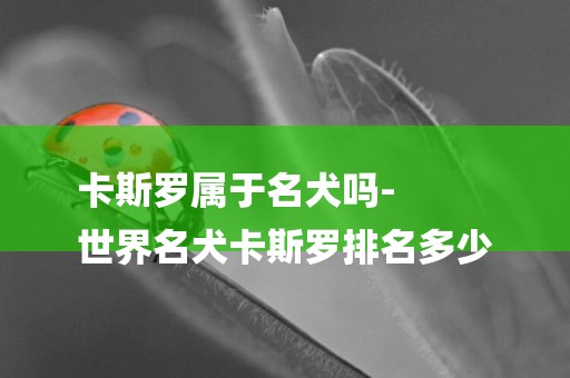 卡斯羅屬于名犬嗎-
世界名犬卡斯羅排名多少