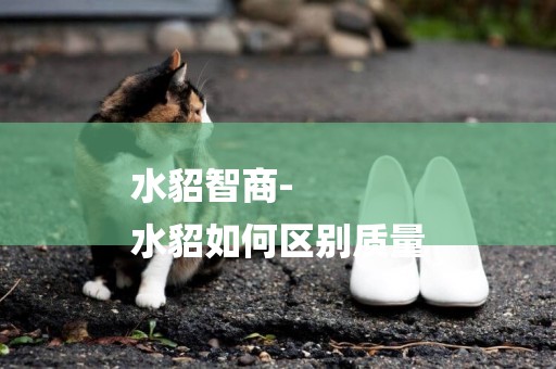 水貂智商-
水貂如何區別質量